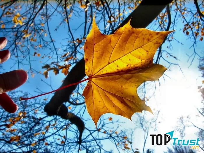 Ảnh minh họa (nguồn internet)