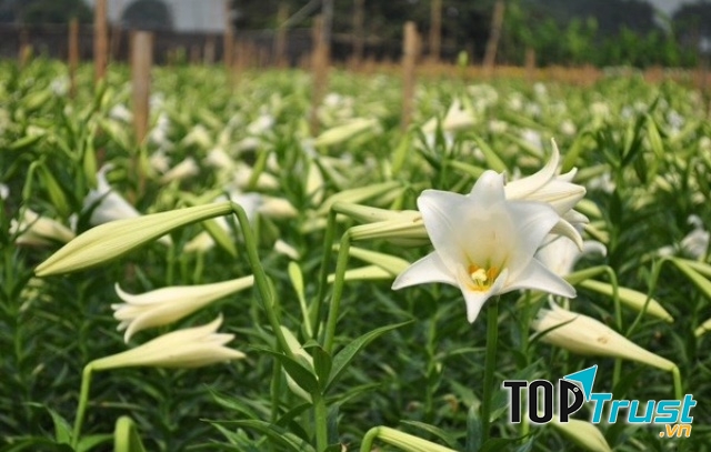 Ảnh minh họa (nguồn internet)