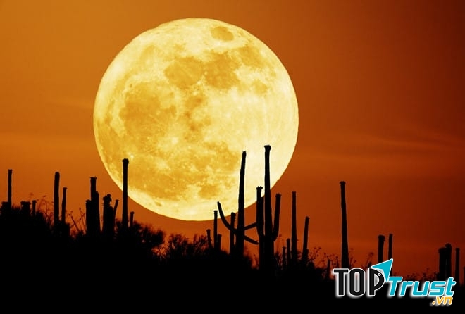 Ảnh minh họa (Nguồn internet)