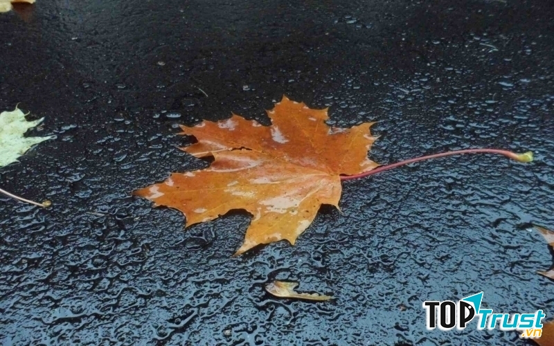 Ảnh minh họa (nguồn internet)