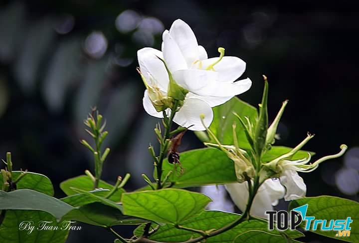 Ảnh minh họa (NAG Tuan Tran)