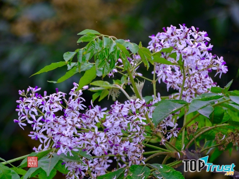 Ảnh minh họa (nguồn internet)