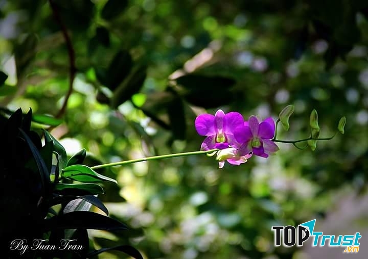 Ảnh minh họa (nguồn internet)