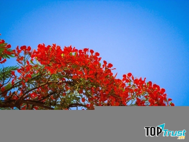 Ảnh minh họa (nguồn internet)