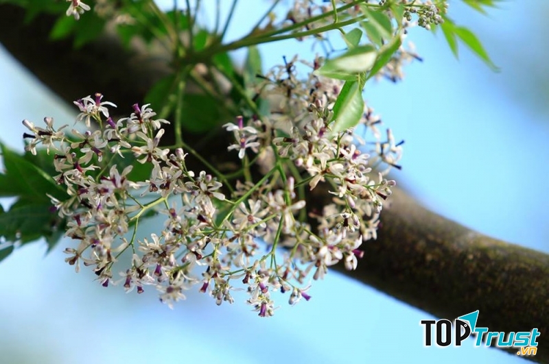 Ảnh minh họa (nguồn internet)