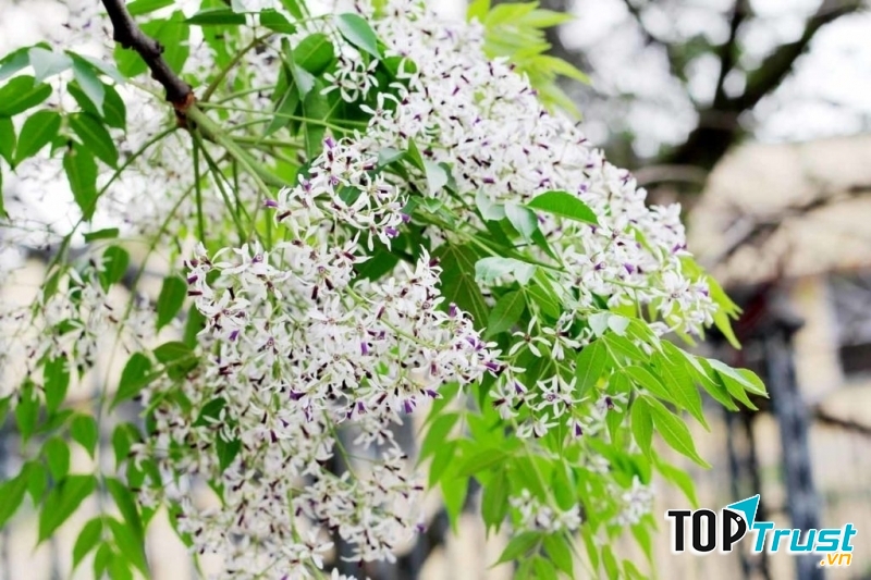 Ảnh minh họa (nguồn internet)