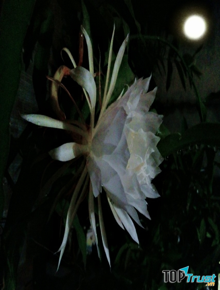 Ảnh minh họa (Nguyễn Hương)