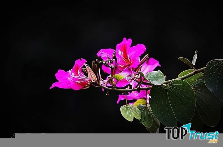 Ảnh minh họa (nguồn internet)