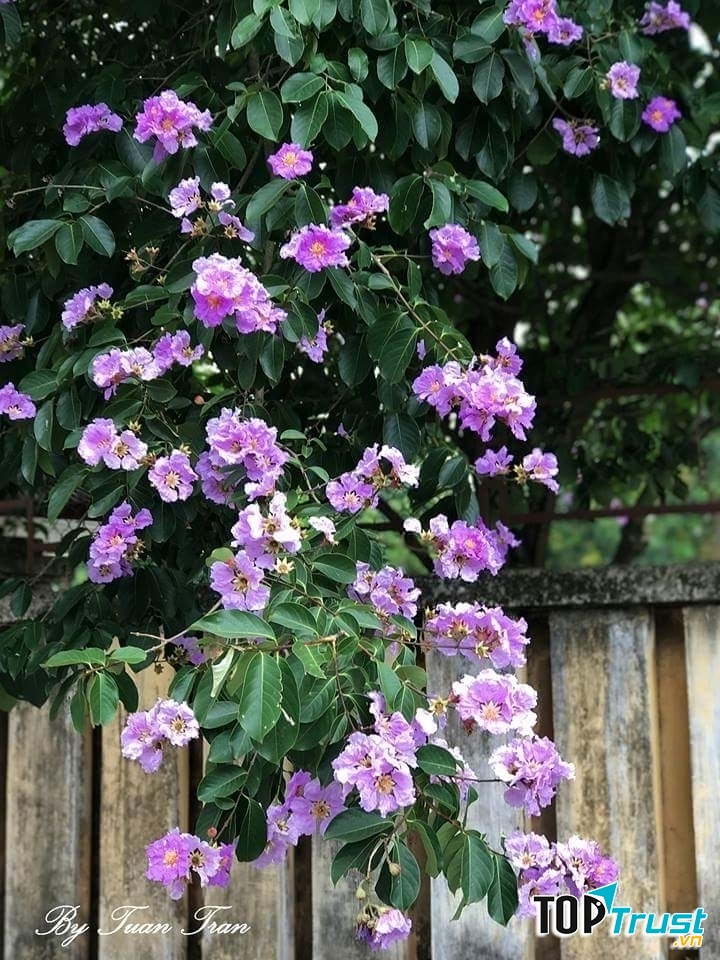 Ảnh minh họa NAG Tuan Tran