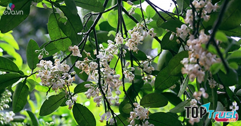 Ảnh minh họa (nguồn internet)