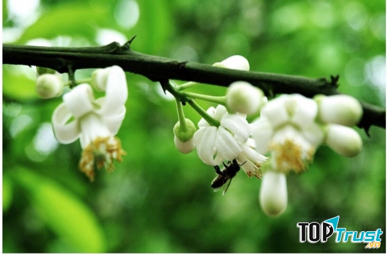 Ảnh minh họa (nguồn internet)