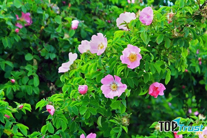 Ảnh minh họa (nguồn internet)