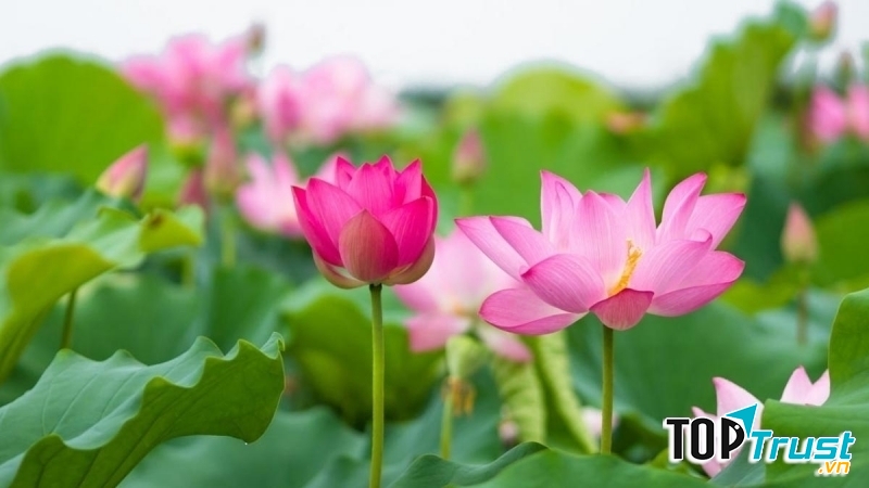 Ảnh minh họa (nguồn internet)