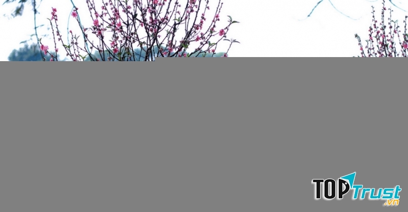 Ảnh minh họa (nguồn internet)