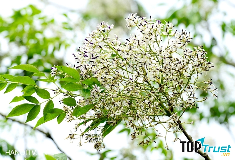 Ảnh minh họa (nguồn internet)