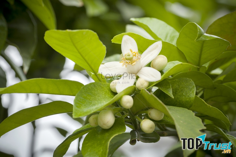 Ảnh minh họa (nguồn internet)