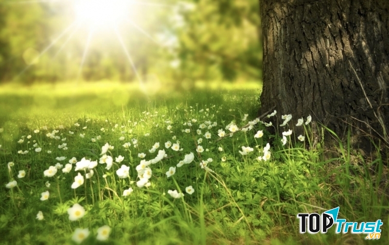 Ảnh minh họa (nguồn internet)