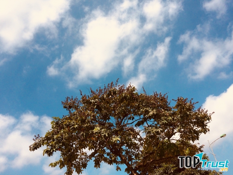 Ảnh minh họa Nguyễn Hương