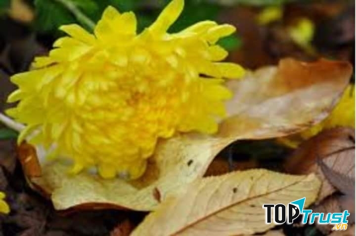 Ảnh minh họa (nguồn internet)