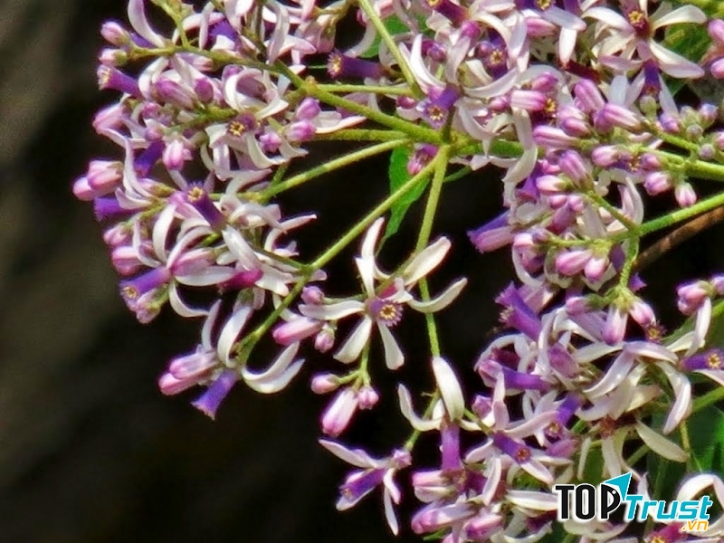 Ảnh minh họa (nguồn internet)