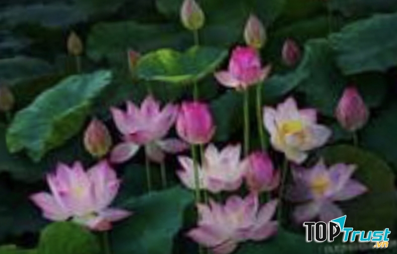 Ảnh minh họa (Nguồn internet)