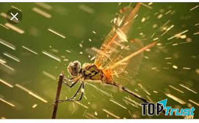 Ảnh minh họa (nguồn internet)