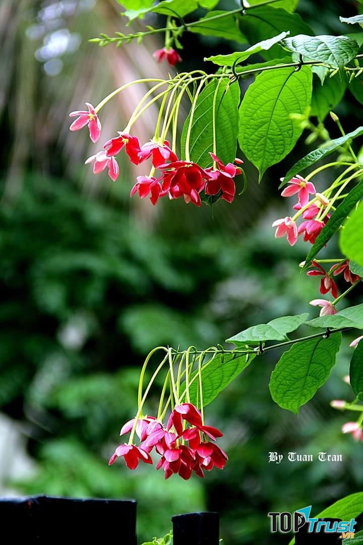 Ảnh minh họa (NAG Tuan Tran)