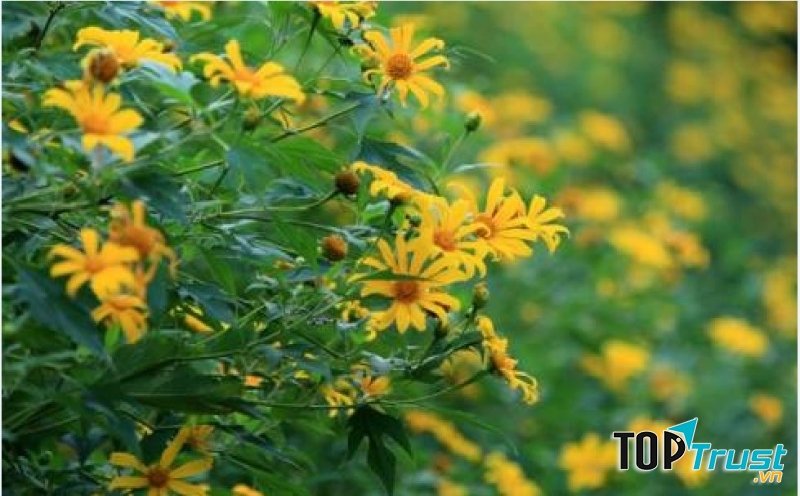 Ảnh minh họa (nguồn internet)