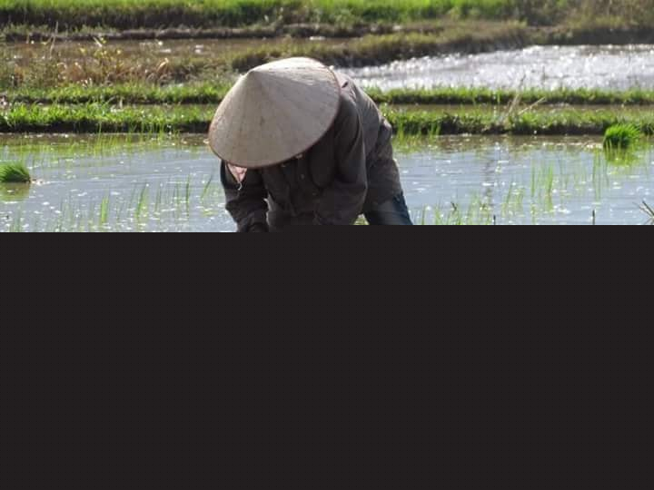 Ảnh minh họa (nguồn internet)