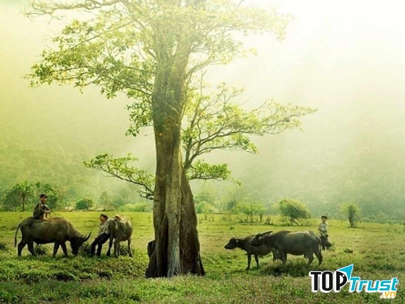 Ảnh minh họa (nguồn internet)