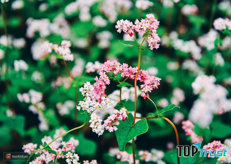 Ảnh minh họa (nguồn internet)