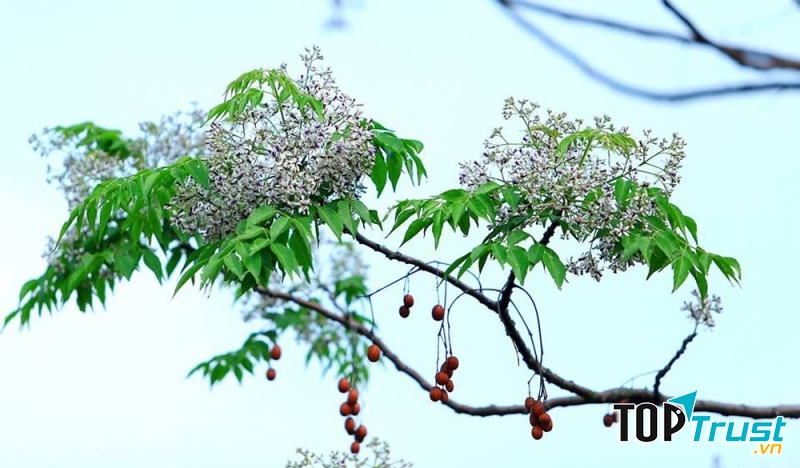 Ảnh minh họa (nguồn internet)