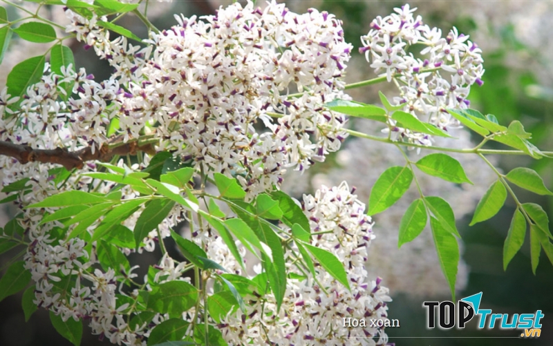 Ảnh minh họa (nguồn internet)