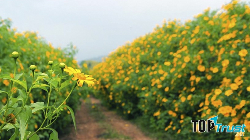 Say tháng mười hai