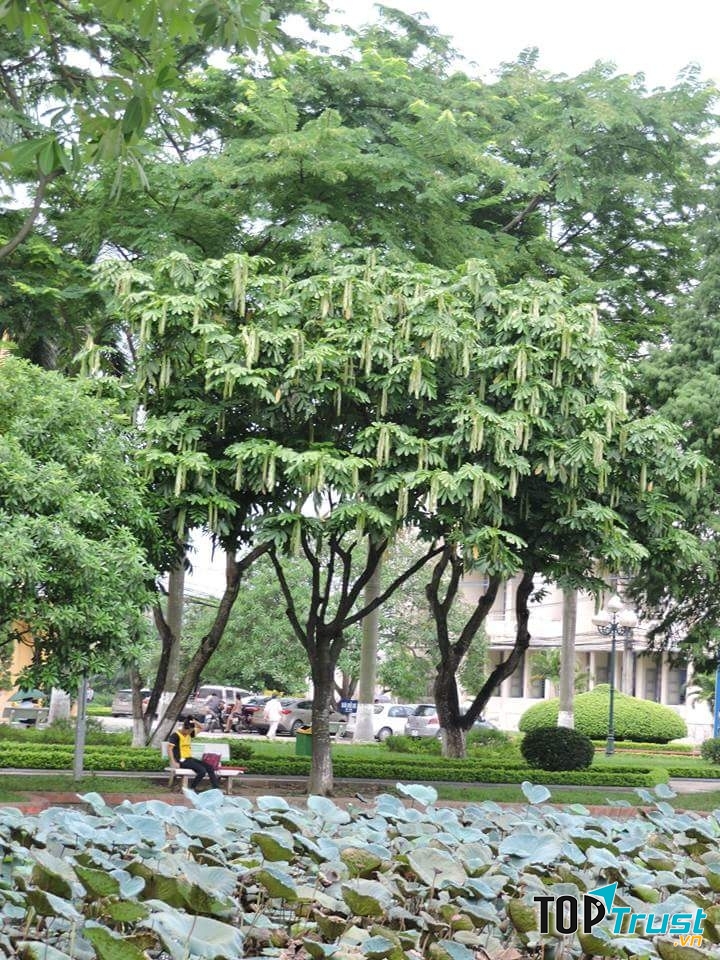 Ảnh minh họa Chu Minh Khôi