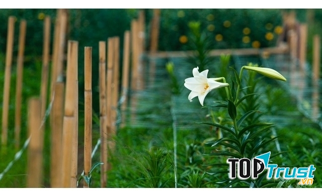 Ảnh minh họa (nguồn internet)