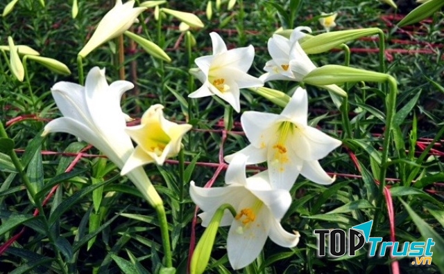 Ảnh minh họa (nguồn internet)