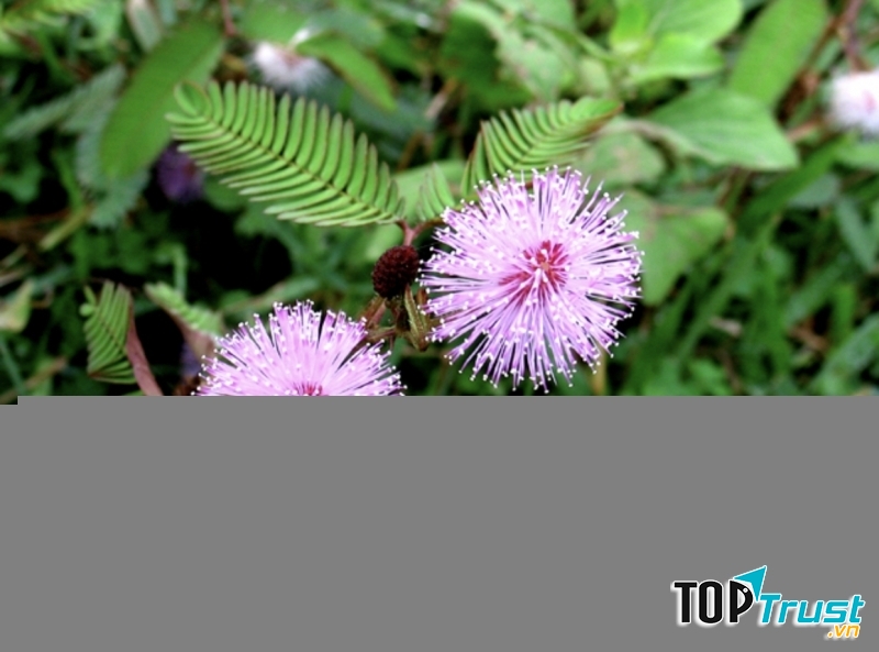 Ảnh minh họa (nguồn internet)