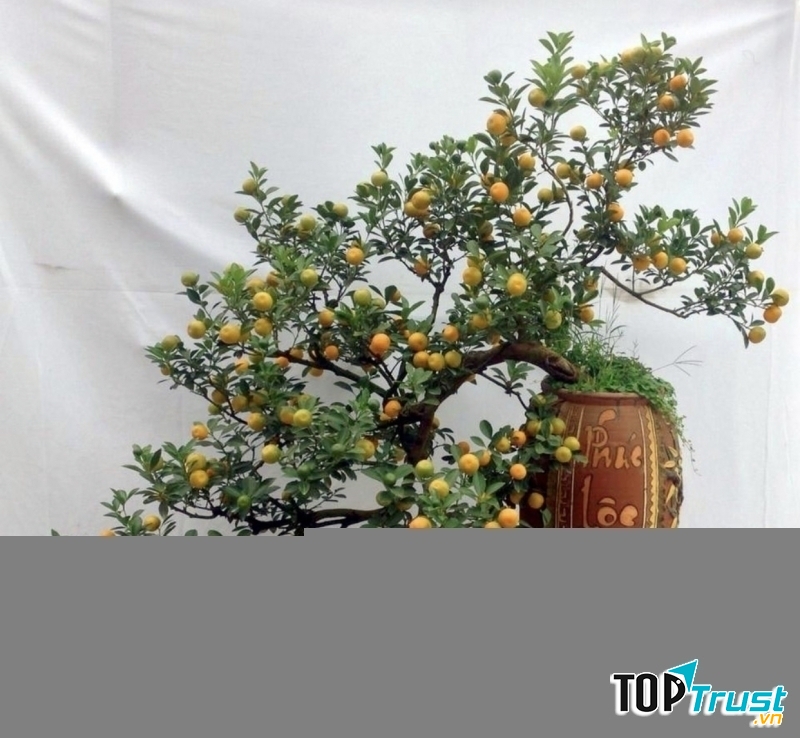 Ảnh minh họa (nguồn internet)