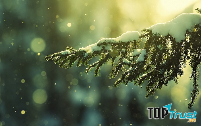 Tình khúc tháng Mười hai