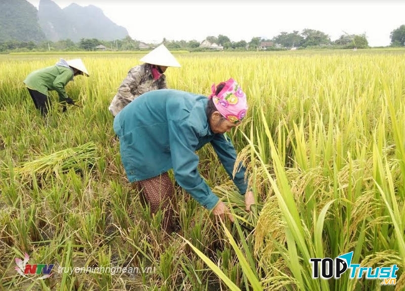 Ảnh minh họa (nguồn internet)