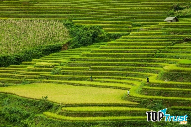 Ảnh minh họa (Nguồn internet)