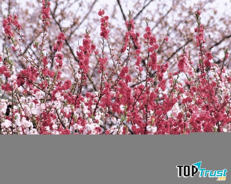 Ảnh minh họa (nguồn internet)