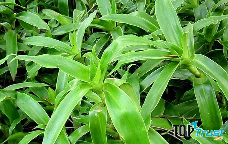 Chữa viêm da cơ địa bằng cây lược vàng