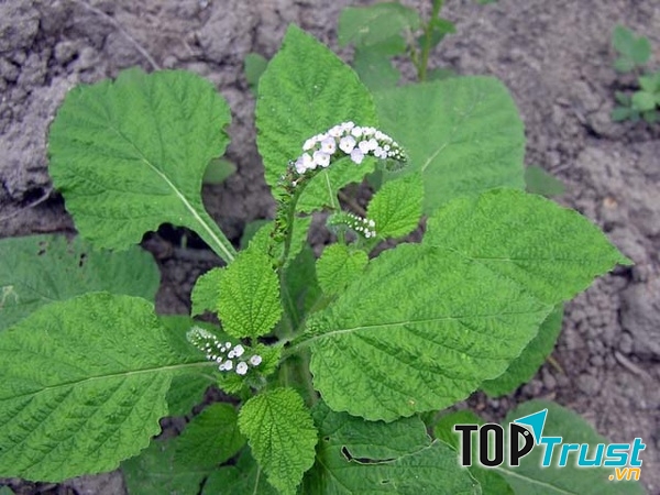 Bài thuốc chữa viêm da cơ địa bằng cây vòi voi