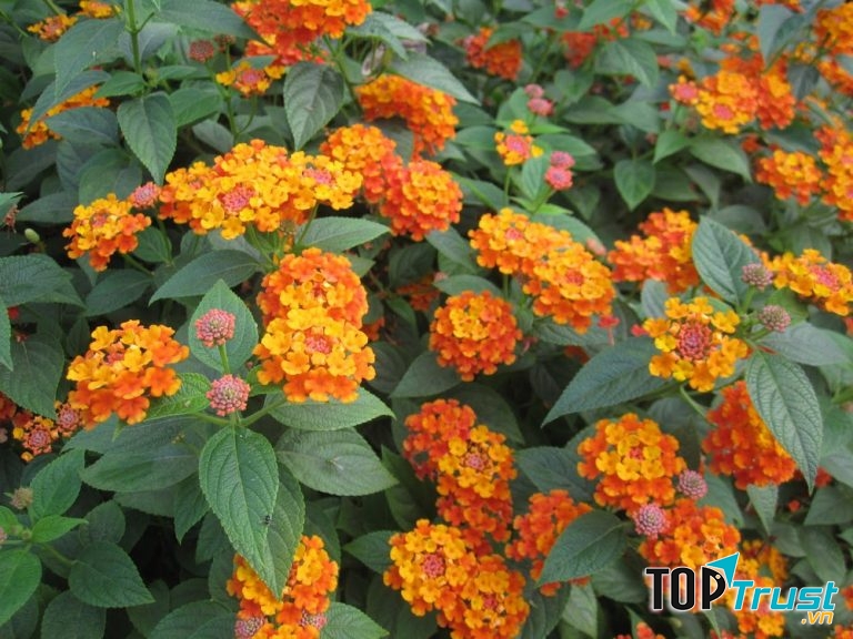 Bài thuốc chữa viêm họng hạt bằng cây trâm ổi