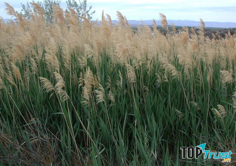 Bài thuốc chữa viêm tai giữa bằng cây sậy