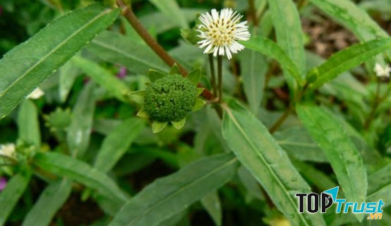 Bài thuốc chữa viêm xoang từ cỏ nhọ nồi