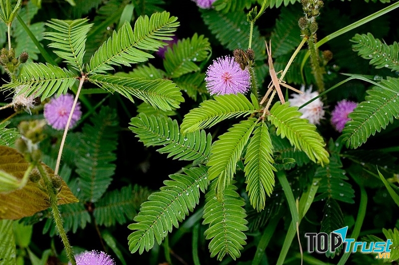 Cây trinh nữ chữa đau xương khớp