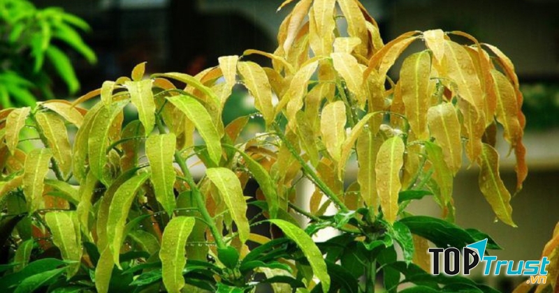 Bài thuốc dân gian chữa tiểu đường bằng lá xoài